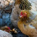 Rabobank Poultry Outlook With Strong Demand and Big Operational Challenges
