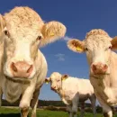 Russia and Iran mutually expanded the lists of companies for the supply of livestock products