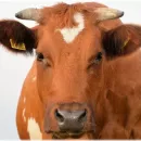 The program of Holsteinization of cattle is proposed to be adopted in Kazakhstan