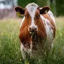 Ulyanovsk LLC "KFH Vozrozhdenie" contains 4 thousand heads of cattle