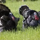 Bashkiria received another batch of hatching turkey eggs from the European Union