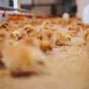 Almost 20 thousand tons of poultry meat will be produced in Primorye