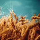 Russia expressed concern over a possible oversupply of grain and wheat