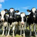 For 6 years, the number of breeding cattle of dairy breeds in the Kuban has grown by 22%