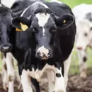 In the Moscow region there will be 2 times more farms with highly productive dairy cows