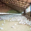 Poultry farms in Amur River Region urged to switch to rotating shifts