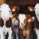 The Russian government will allocate 600 million to reimburse the cost of raising cattle