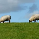 Over seven years, the number of sheep has decreased by 16%