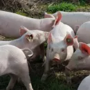 Pork production in Russian Far East increased by almost 2.5 times in 2022