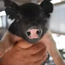 A large pig-breeding complex is being built in the Kurgan region