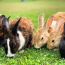 Programs for the development of rabbit breeding and essential oil industry will be created in Crimea