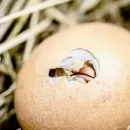 Russia reduced import dependence on hatching eggs