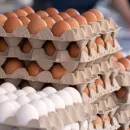The Russian chicken egg market grew by almost 5% at the beginning of the year