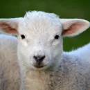 Azerbaijan in 2022 was the main buyer of live sheep and goats in Russia