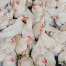 Meat processors asked the Ministry of Agriculture to impose restrictions on the poultry export
