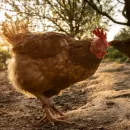 Russia has reached full self-sufficiency in poultry meat