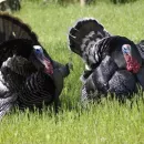 Three main trends in the development of Russian turkey breeding