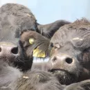 Rostec has developed a livestock management system