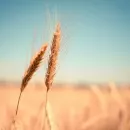 Russia will increase the export duty on wheat from July 12