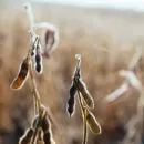 Russian processors and livestock breeders no longer need imported GMO soybeans