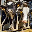 Feed production increased in Russia