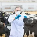 Russia has vaccines against coronavirus infection of cattle
