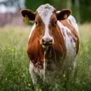 Livestock insurance in Russia increased by 28%