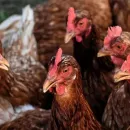 National Union of Poultry Farmers  presented a rating of broiler meat producers for 2023