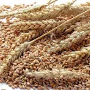 Russia to harvest 127 mln tonnes of grain - Ministry of Agriculture
