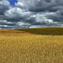 New harvest will reduce food prices in Russia