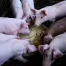 Poland, Russia, Romania register ASF in small pig herds