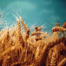 Russia: current forecast of grain harvest in 2020 is positive — APK-Inform