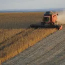 Putin's drive to tame food prices threatens grain sector