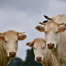 The state system of livestock breeding will work in Russia in 2025, - the Ministry of Agriculture