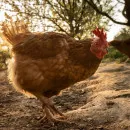 The government has expanded measures to support poultry farmers