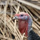 Damate drives up Russian turkey production