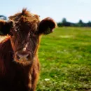 Rusmolco has completed a project for 7200 milking cows in Penza region