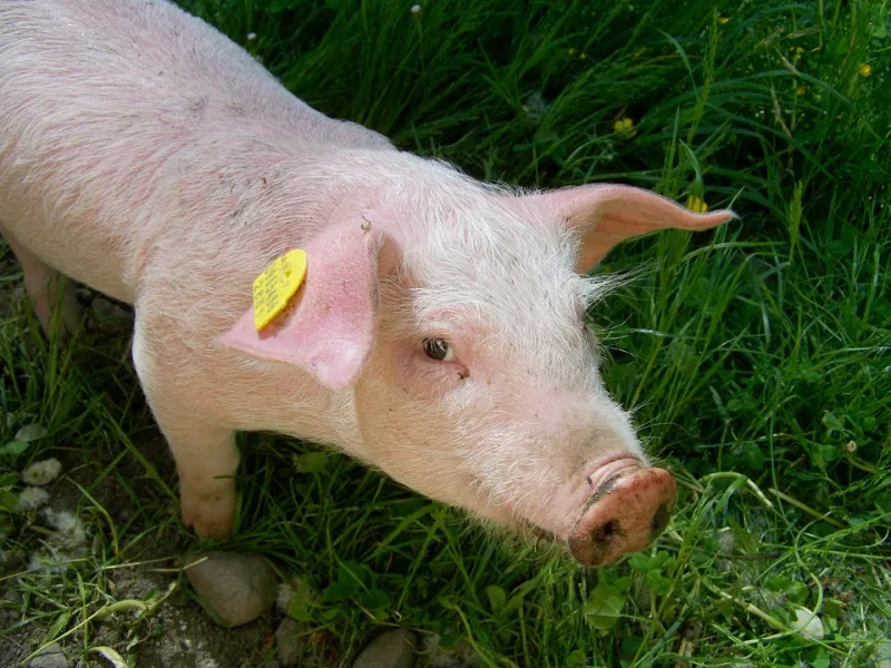 African swine fever quarantine canceled in four districts of the Pskov region