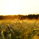 Russia decreased agricultural production by 10% in August