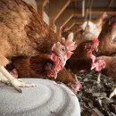 New laying hen crossbreed developed in Russia