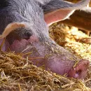 What regions of Russia are threatened by African swine fever