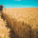 The volume of targeted support for farmers in 2021 is more than 11 billion rubles