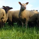 Russian government approved the allocation of funds for sheep farms to 33 regions