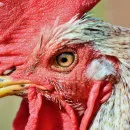 Russia bans poultry  from the Czech Republic and Germany