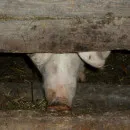Russian authorities culled 1 million pigs after ASF cases