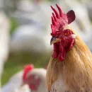 Russia limits the supply of poultry from the EU countries