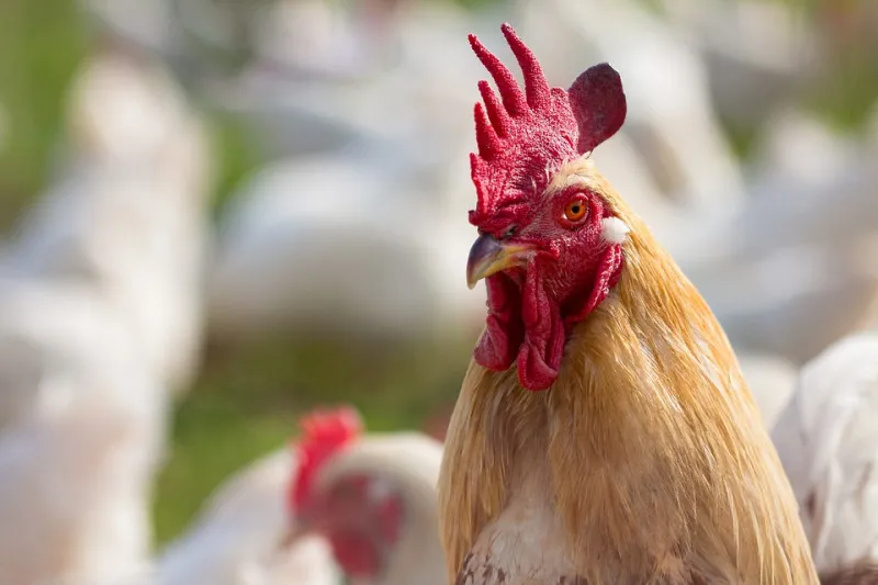  Russia limits the supply of poultry from the EU countries 