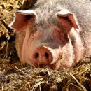 Small scale pig farms in Russia will be reshaped due to ASF