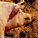 The year has just begun, and the pig industry already has an anti-record