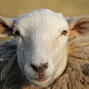 Sheep pox reported in Dagestan, Russia